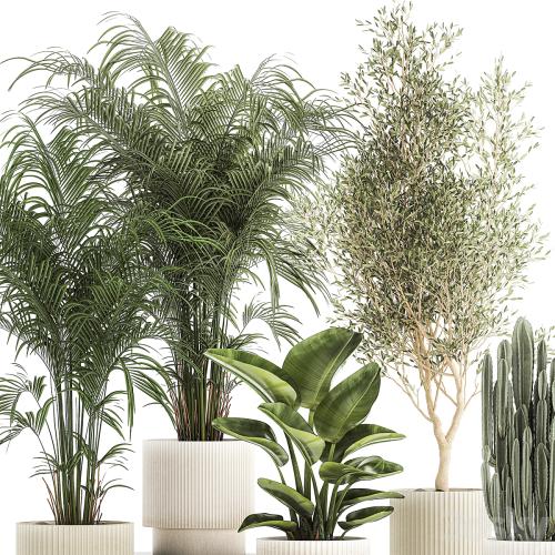 Collection of plants in modern white pots with small indoor lush palm trees Howea, olive tree, cactus, strelitzia. Set 1368.