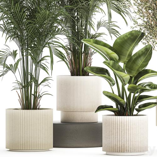 Collection of plants in modern white pots with small indoor lush palm trees Howea, olive tree, cactus, strelitzia. Set 1368.