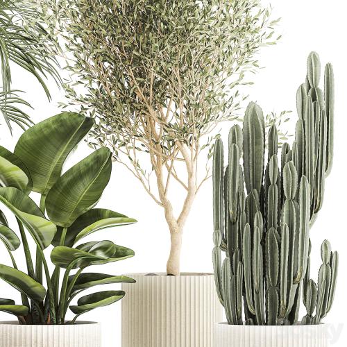 Collection of plants in modern white pots with small indoor lush palm trees Howea, olive tree, cactus, strelitzia. Set 1368.