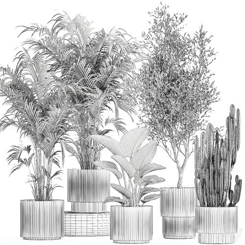 Collection of plants in modern white pots with small indoor lush palm trees Howea, olive tree, cactus, strelitzia. Set 1368.