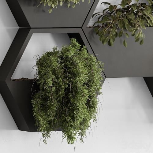 indoor Plant 536 - Hanging Plants