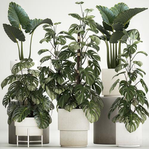 Beautiful plants in modern pots are monstera bush and alokasia. Set of plants 1218