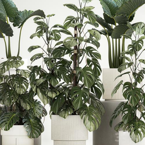 Beautiful plants in modern pots are monstera bush and alokasia. Set of plants 1218