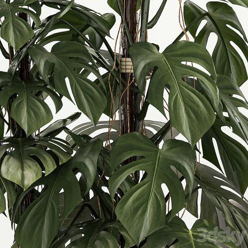 Beautiful plants in modern pots are monstera bush and alokasia. Set of plants 1218