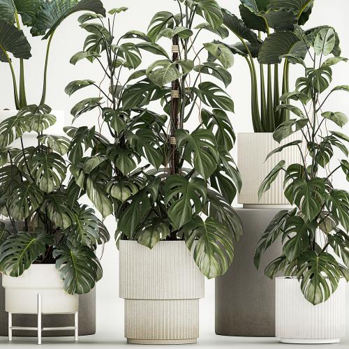 Beautiful plants in modern pots are monstera bush and alokasia. Set of plants 1218