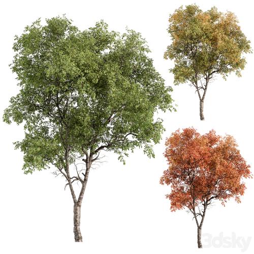 Broadleaf Tree - Tree Set 227