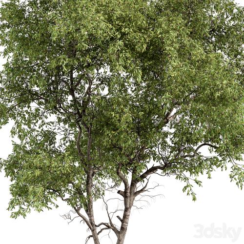 Broadleaf Tree - Tree Set 227