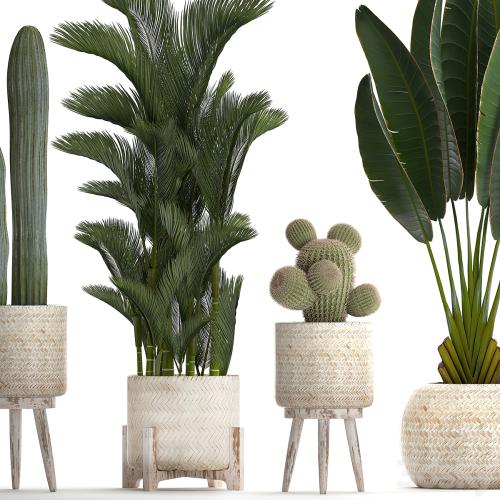 Collection of plants in white modern baskets with Cacti and banana palm, dipsis, carnegie, strelitzia. Set 426.