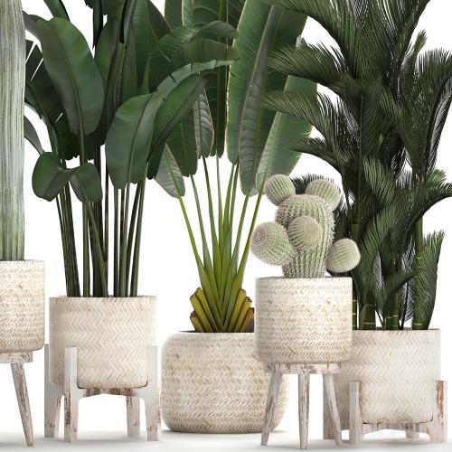 Collection of plants in white modern baskets with Cacti and banana palm, dipsis, carnegie, strelitzia. Set 426.