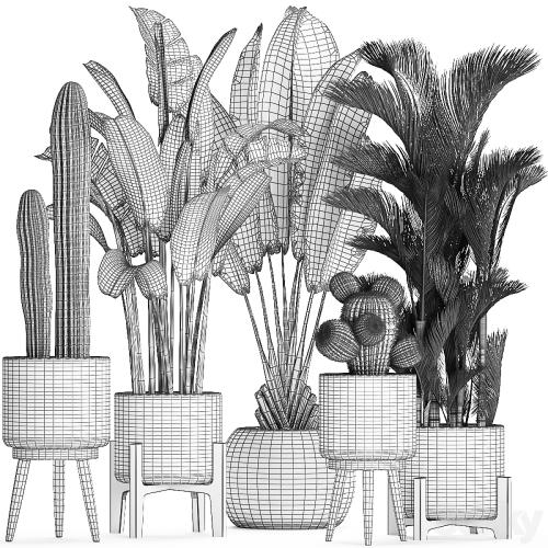 Collection of plants in white modern baskets with Cacti and banana palm, dipsis, carnegie, strelitzia. Set 426.