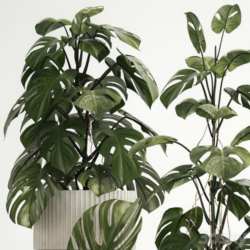 A beautiful interior potted plant is a decorative monstera bush. Set of plants 1213