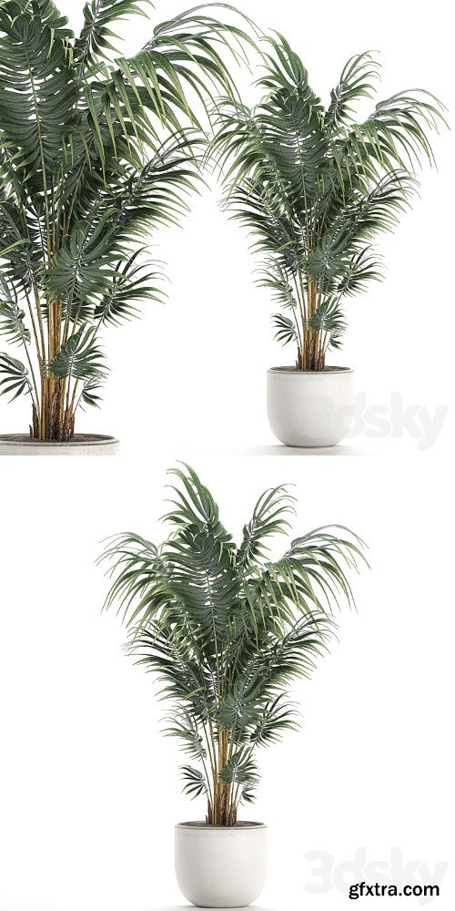 Beautiful decorative lush indoor palm tree in a white modern pot with Hovea, kentia, neanta. Set 518.