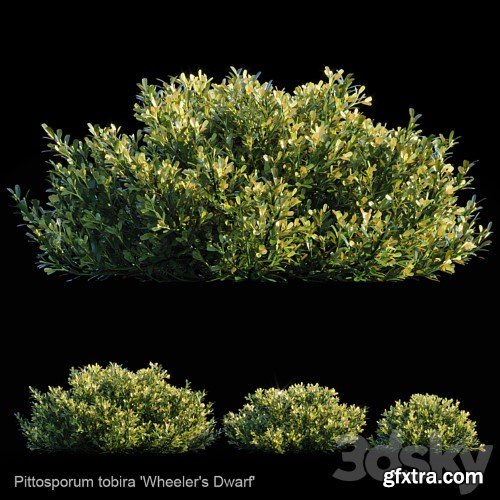 Pittosporum Tobira 