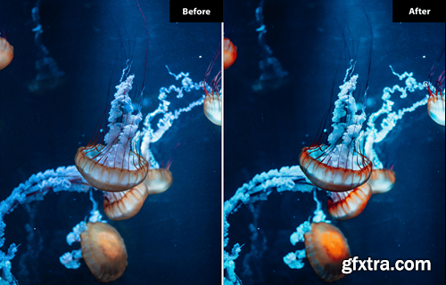 6 Seahorse Lightroom and Photoshop Presets MV5WW5C