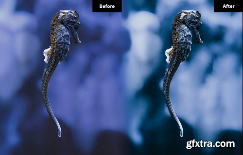 6 Seahorse Lightroom and Photoshop Presets MV5WW5C