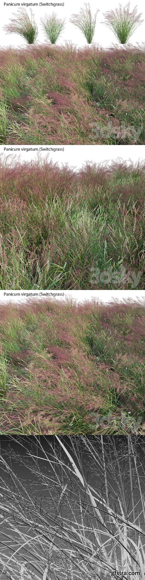 Panicum Virgatumv