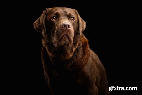 Portrait Photography: Five Ideas For Photographing Dogs