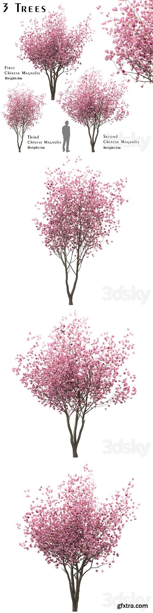 Set of Chinese Magnolia Trees (Saucer Magnolia) (3 Trees)