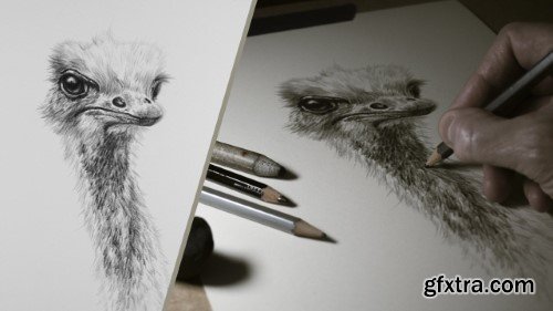 Drawing Basics: Your Creative Journey Starts Here