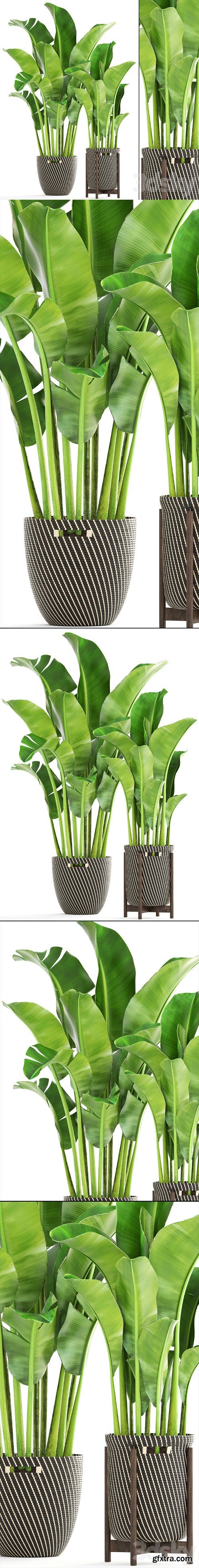 Collection of plants 161. Banana palm, Basket, rattan, flower, interior, decorative, strelitzia, flowerpot