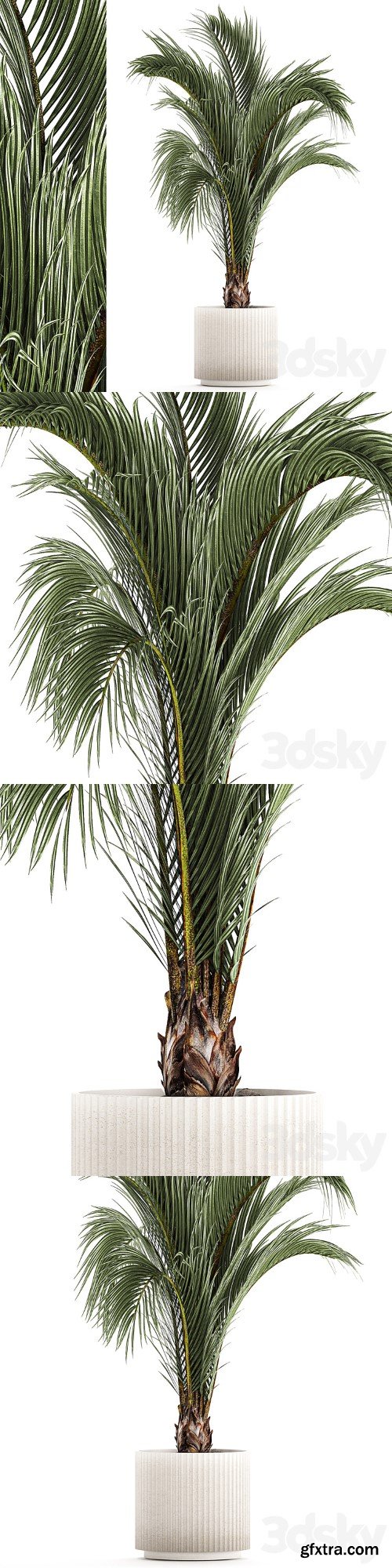 A beautiful indoor palm tree in a modern Areca pot, Hovea. 1225