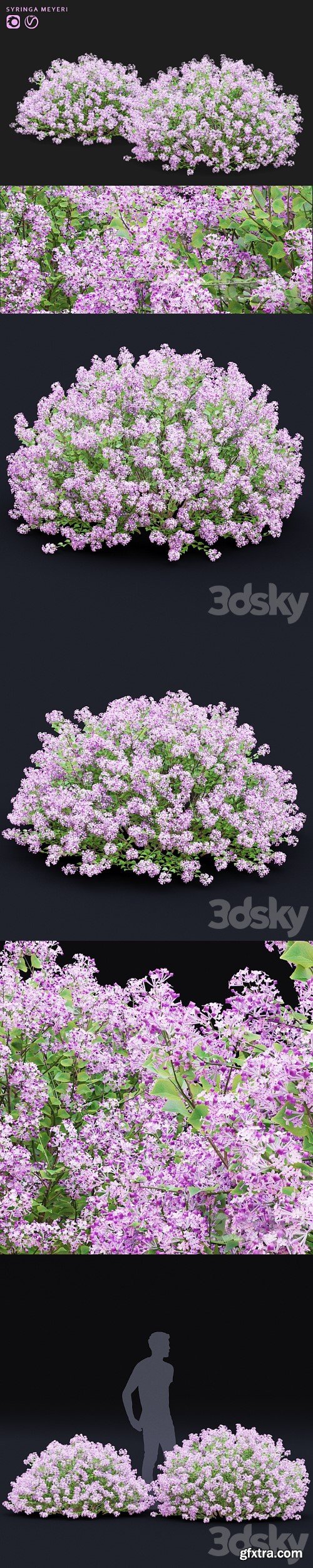 Mayers lilac bushes | Syringa meyeri