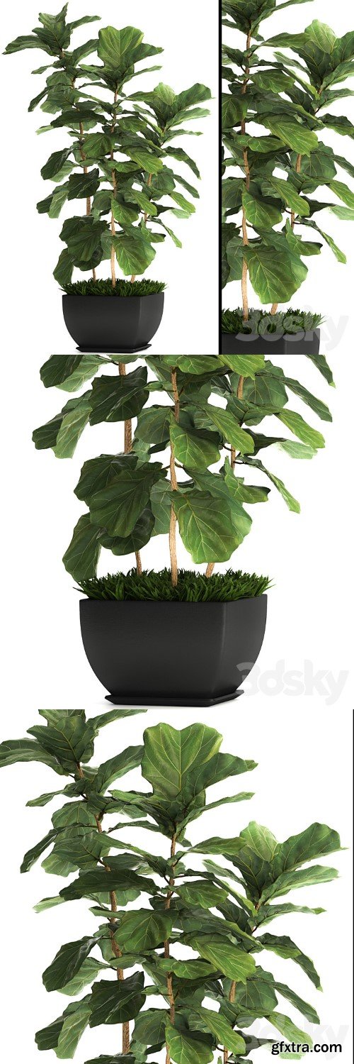 Ficus lyrata. 4. decorative, office, bush, tree, office plant, pot