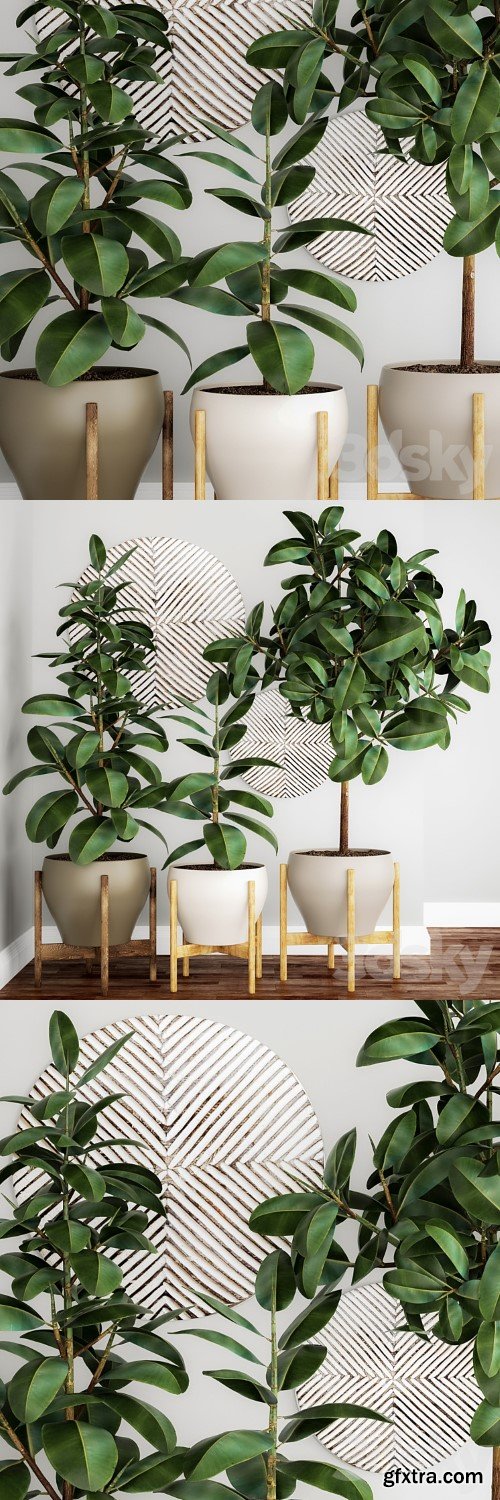 The collection of plants in pots 22. Ficus, pot, flowerpot, interior tree, decor, panel, Scandinavian, African, ficus abidjan