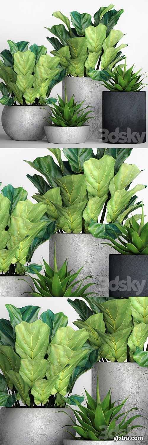 The collection of plants in pots 18. ficus lyre, flower, pot, flowerpot, concrete, bush, agave, interior, decorative, lyrata