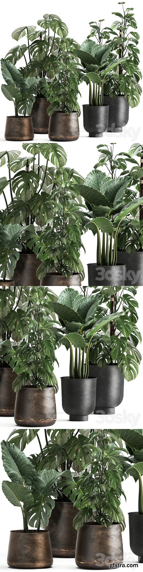 Collection of plants in rusty metal black pots with Monstera flower, loft, Alokasia. Dial 999.