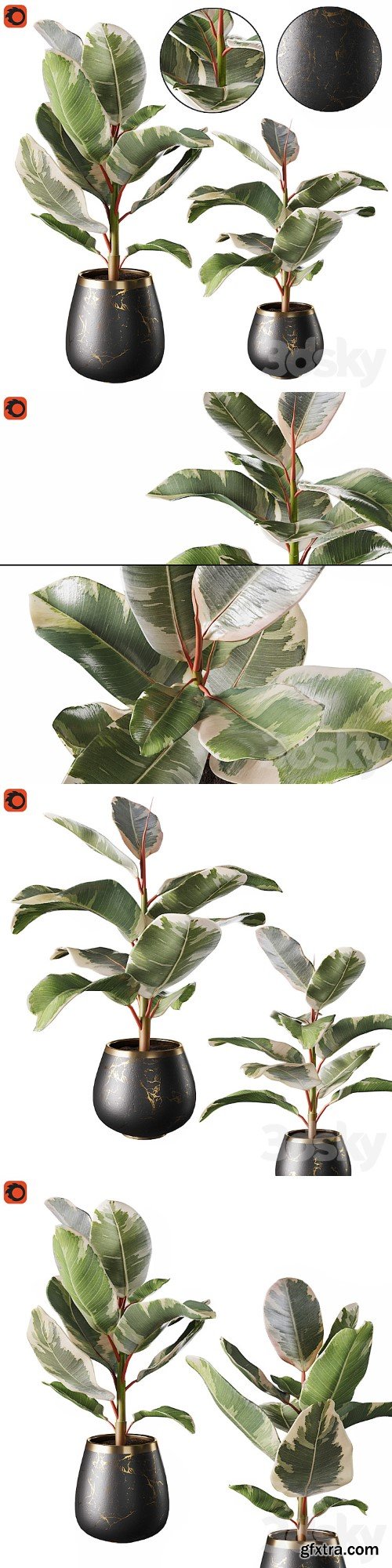 Set of plants ficus rubbery