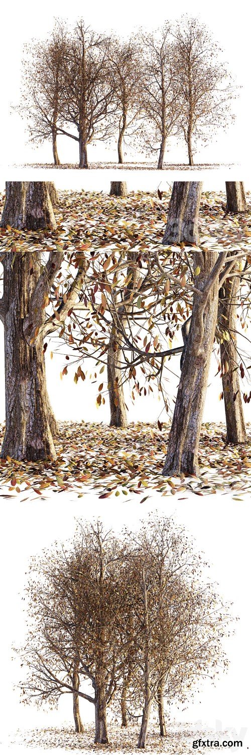 Collection of dry autumn trees 001