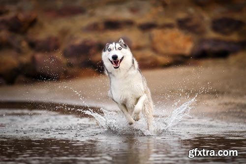 Unleashed Education - 10 Tips for Awesome Action Photos of Dogs