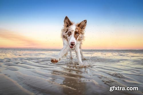 Unleashed Education - 10 Tips for Awesome Action Photos of Dogs