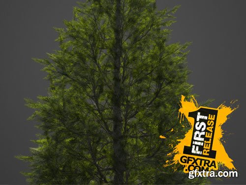 CgTrader - 2021 PBR Eastern White Pine Collection - Pinus Strobus 3D model