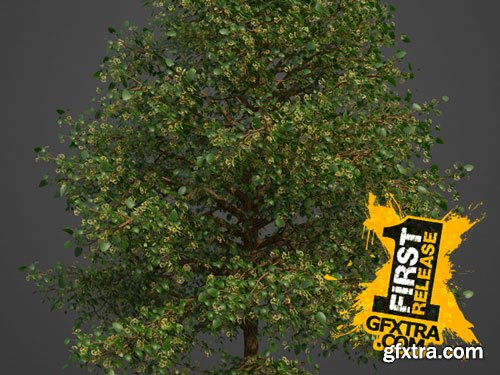 CgTrader - 2021 PBR American Linden Collection - Tilia Americana 3D model