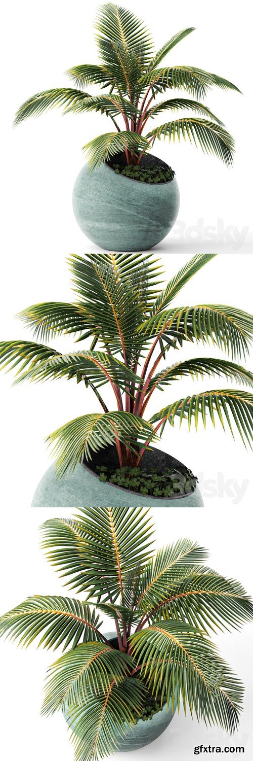 Palm tree, small coconut tree, round pot, flowerpot, outdoor