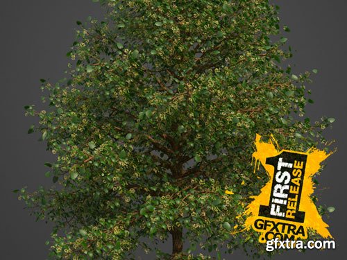 CgTrader - 2021 PBR European Hornbeam Collection - Carpinus Betulus 3D model