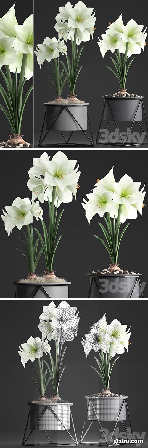 Collection of plants 310. Hippeastrum. Hippeastrum, potted flowers, indoor flowers, flowerpot, flower, pot, Scandinavian style, eco design, White flowers