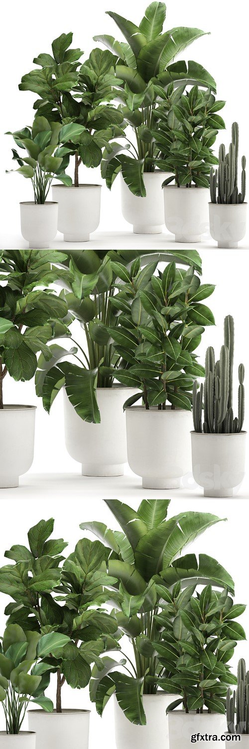 Collection of plants in white pots with banana palm, ficus tree, Strelitzia. Set 906.