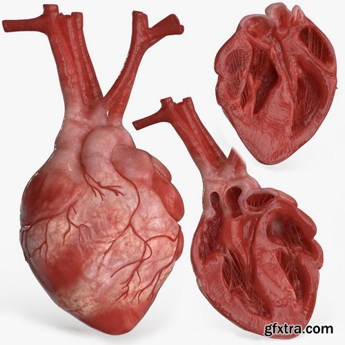 CgTrader - Human Heart and 2 Heart Sections 3D model Low-poly 3D model