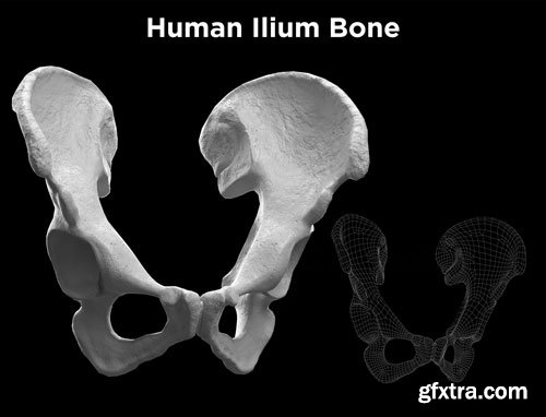 CgTrader - Human Ilium - Hip Bone Low-poly 3D model