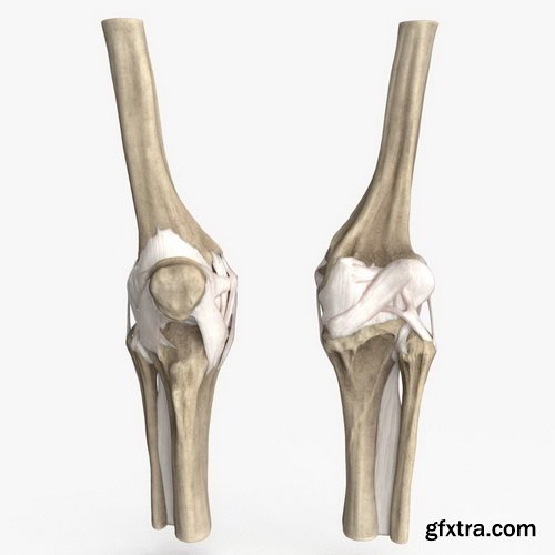 CgTrader - Human Knee Bones and Bundles Low-poly 3D model