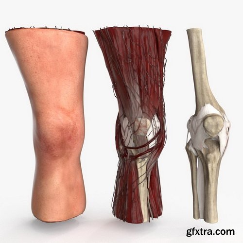 CgTrader - Human Knee Joint Anatomy Rigged Low-poly 3D model