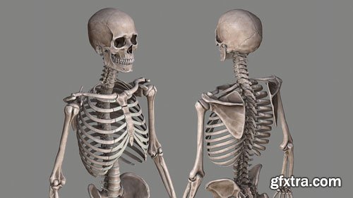 CgTrader - Human Skeleton Caucasian Male Low-poly 3D mode