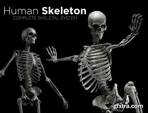 CgTrader - Human Skeleton - Skeletal System Low-poly 3D model