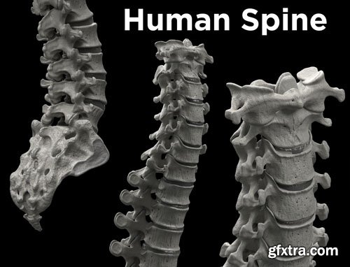 CgTrader - Human Spine - Spine Bones Low-poly 3D model