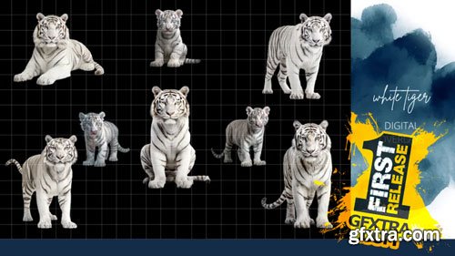 Finding North Education - White Tiger Digital Overlays