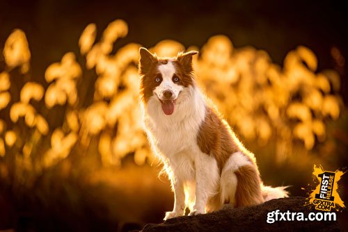 Unleashed Education - Unleashing Expression in Your Dog Photography