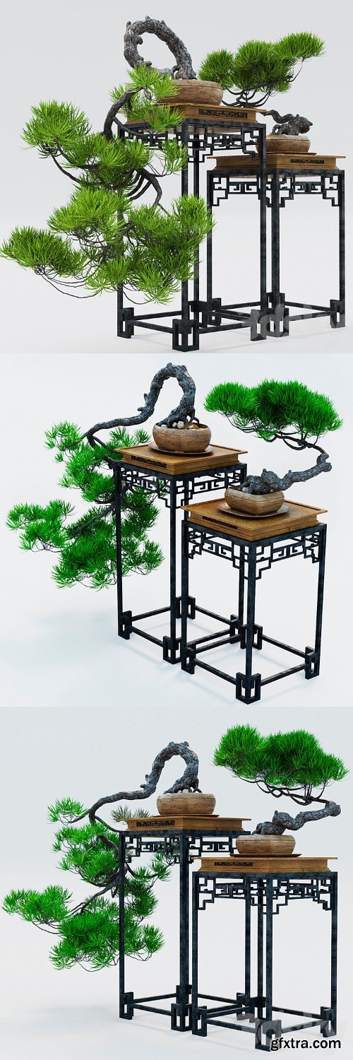 Semi bonsai